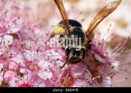 Un minatore bee raccoglie il polline a stock il suo nido. Foto Stock