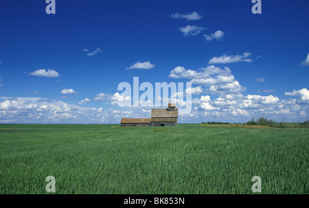 Un fienile abbandonato e un enorme wheatfield sulle grandi pianure di Saskatchewan, Canada Foto Stock