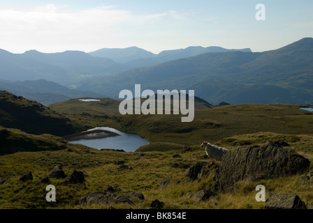 La Cresta Nantlle da Ysgafell Wen nella gamma Moelwyn, Snowdonia, Galles del Nord, Regno Unito Foto Stock