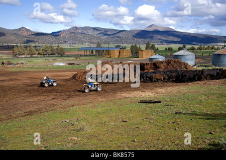 Un moderno cowboy su un ATV veicolo fuoristrada tornate fino ad un allevamento di bestiame per il branding su un grande ranch di bestiame nel centro di Oregon Foto Stock