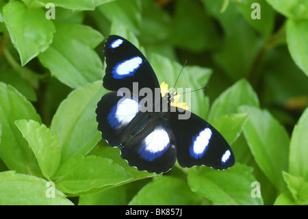 Danaid Eggfly Butterfly (Hypolimnas misippus) a Kota Kinabalu, Borneo Foto Stock