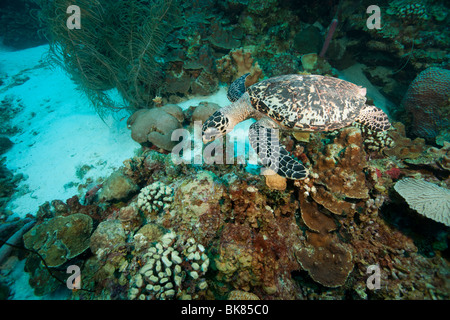 Atlantic tartaruga embricata (Eretmochelys imbricata imbricata) nuoto su un tropicale Coral reef, Bonaire Antille olandesi. Foto Stock