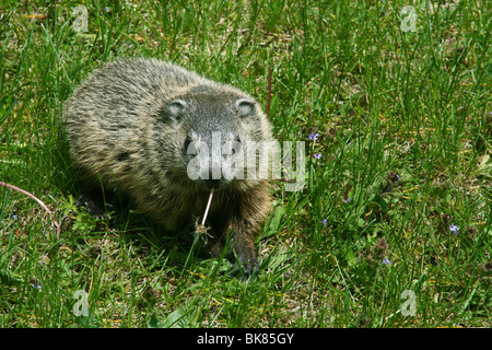 Marmotta o marmotta Marmota monax mangiando il tarassaco est Stati Uniti dalla foto Dembinsky Assoc Foto Stock