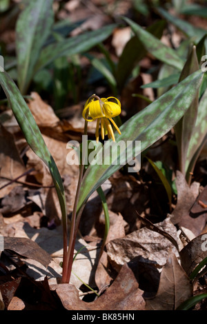 Il sommatore Linguetta gialla giglio di trote Erythronium americanum molla orientale di fiori selvaggi Stati Uniti Aprile da Dembinsky Foto Assoc Foto Stock