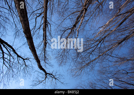 Est deciduous Forest Canopy primi primavera e USA da Carol Dembinsky/Dembinsky Photo Assoc Foto Stock