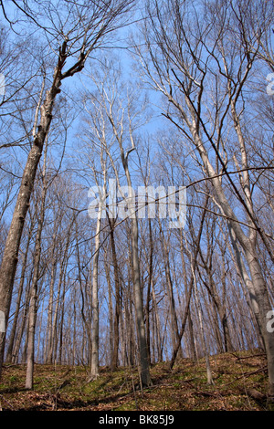 Est della foresta caduca la tettoia all'inizio della primavera e USA da Dembinsky Foto Assoc Foto Stock