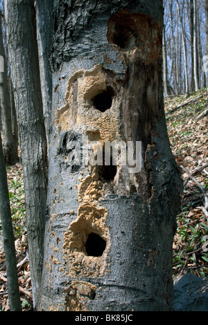 Fori di picchio in American Faggio Fagus grandifolia USA orientale da Dembinsky Foto Assoc Foto Stock