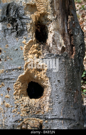 Buchi di picchio in Faggio americano Fagus grandifolia Stati Uniti orientali Di Carol Dembinsky/Dembinsky Photo Assoc Foto Stock