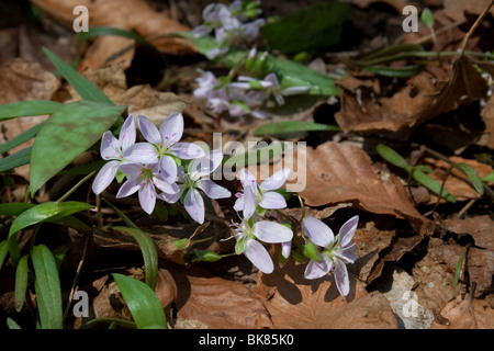 A stretta lasciava in Primavera di bellezza(Claytonia virginica) Primavera est Stati Uniti dalla foto Dembinsky Assoc Foto Stock