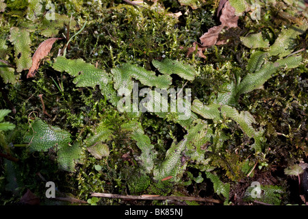 Liverworts (Marchantia), e Nord America, di Dembinsky Photo Assoc Foto Stock