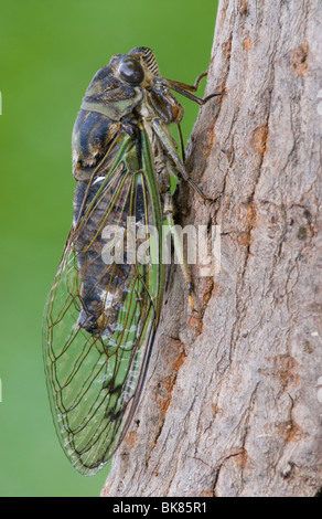 Cicala Dogday Harvestfly Tibicen canicularis dopo emergente dalla pelle nymphal USA orientale, da saltare Moody/Dembinsky Foto Assoc Foto Stock