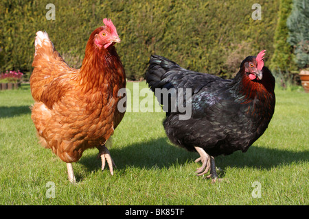 Galline allevate a terra in un giardino in U.K. Foto Stock