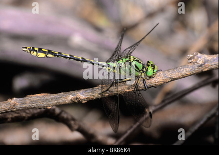 Green Club-tailed Dragonfly Snaketail (Ophiogomphus serpentinus) bagni di sole Foto Stock