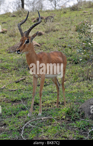 Impala (Aepyceros melampus), Hluhluwe-Imfolozi Park, Sud Africa e Africa Foto Stock