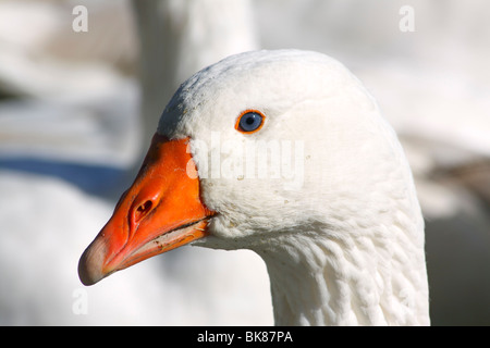 Bianco oca domestica (Anser anser forme domestica), ritratto Foto Stock