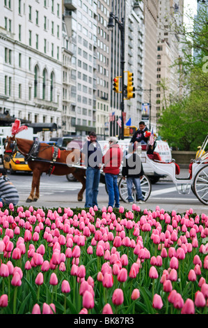 NEW YORK, NY - Tulipani e carrelli in Central Park di New York in primavera. Foto Stock