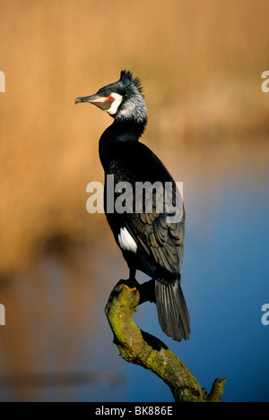 Cormorano (Phalacrocorax carbo) con piumaggio di allevamento, appollaiato su un ramo Foto Stock