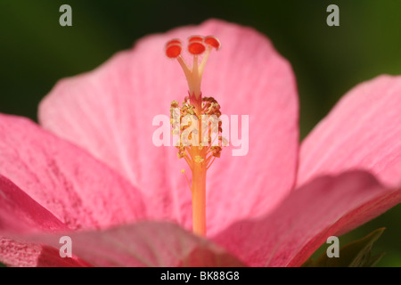 Hibiscus rosa sinensis fiore o localmente chiamato come chembarathi Foto Stock