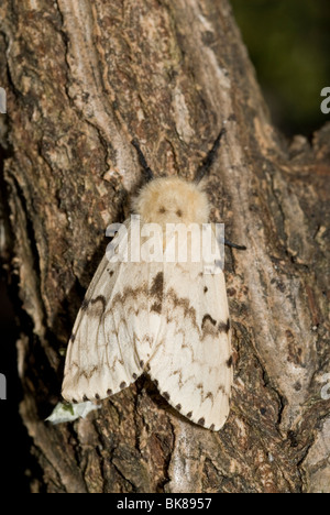 Donna Adulto Gypsy Moth (Lymantria dispar) Foto Stock