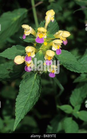 A FIORE GRANDE la canapa di ortica (Galeopsis speciosa) Foto Stock