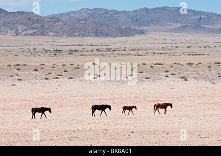 Cavalli selvaggi nel deserto del Namib tra Garub e Aus sulla strada per Luderitz. Namibia Foto Stock