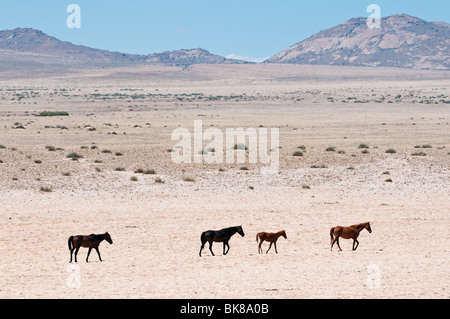 Cavalli selvaggi nel deserto del Namib tra Garub e Aus sulla strada per Luderitz. Namibia Foto Stock