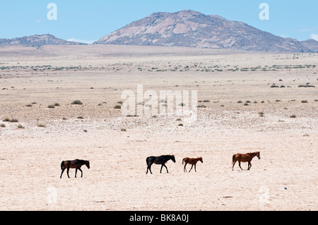 Cavalli selvaggi nel deserto del Namib tra Garub e Aus sulla strada per Luderitz. Namibia Foto Stock