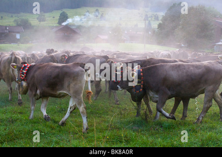 Bovini di allevamento in Bad Hindelang, Allgaeu, Baviera, Germania, Europa Foto Stock