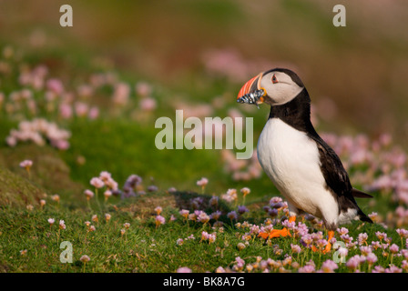 Puffin (Fratercula arctica) con pesce nella sua rostri cercando una grotta, Fair Isle, Shetland Scozia, Regno Unito, Europa Foto Stock