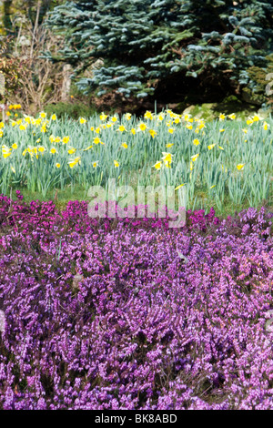 I narcisi selvatici a Holehird Gardens in Windermere, Lake District, UK. Foto Stock