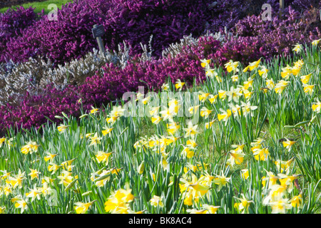 I narcisi selvatici a Holehird Gardens in Windermere, Lake District, UK. Foto Stock