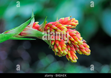 Giallo-rossastra (Guzmania Guzmania rubrolutea), Ecuador Foto Stock