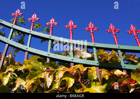 Boston Ivy (Parthenocissus tricuspidata), autunnale, salendo un vecchio ferro battuto giardino recinto Foto Stock