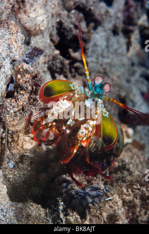 Canocchia Pavone (Odontodactylus scyllarus), Indonesia Foto Stock