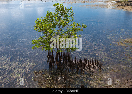 Alberi di mangrovie, Indonesia, Asia Foto Stock