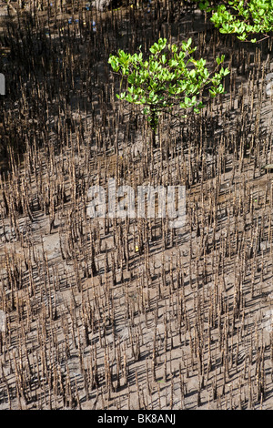 Alberi di mangrovie, Indonesia, Asia Foto Stock