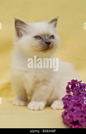 Birman kitten seduta Foto Stock