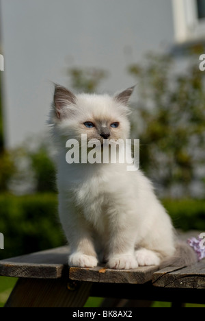 Birman kitten seduto su un tavolo da giardino Foto Stock