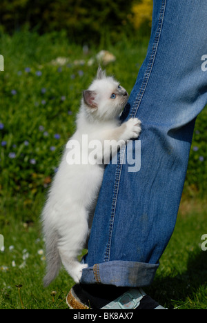 Birman kitten appeso ad una gamba dei pantaloni Foto Stock