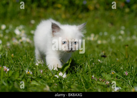 Birman kitten in esecuzione su un prato Foto Stock