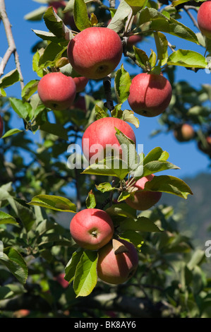 Apple rosso appeso a un albero, apple orchard, Vilpiano, Trentino, Alto Adige, Italia, Europa Foto Stock