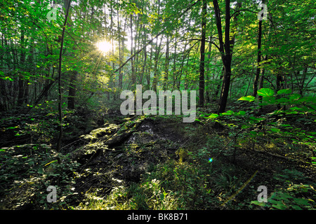 Sunrise in un tipico paesaggio palustre, nel Maerkische Schweiz Nature Park, Brandeburgo, Germania, Europa Foto Stock