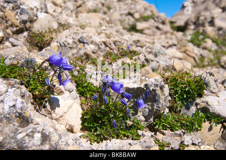 In alto di Mt. Baerenkoepfle, Immenstadt, Allgaeu, Baviera, Germania, Europa Foto Stock