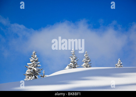 Quattro abeti e coperti di neve pianura, Baviera, Germania, Europa Foto Stock