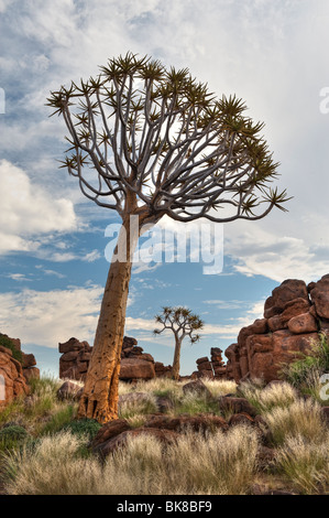 Faretra albero o Kocurboom foresta vicino a Keetmanshoop, Namibia, Africa Foto Stock