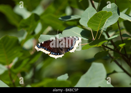 Nymphalis antiopa Vanessa, Manto di lutto, Camberwell Beauty, lutto-mantello. La bella di farfalle tropicali si siede sulla pianta. Foto Stock