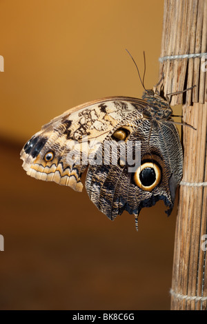 Caligo memnon, Owl. La bella di farfalle tropicali si siede sulla pianta. Foto Stock