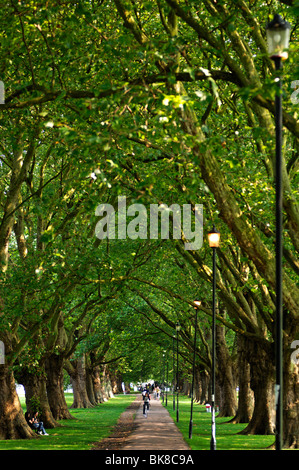 Piani ibridi (Platanus hispanica) in Gesù Green Park, Cambridge, Cambridgeshire, England, Regno Unito, Europa Foto Stock