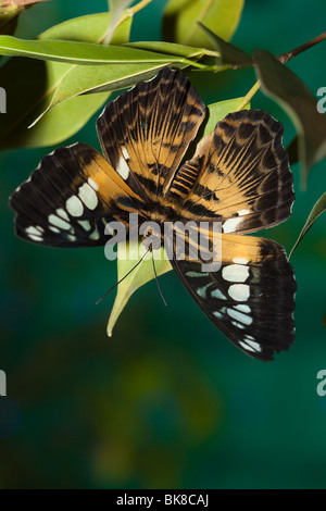 Parthenos silvia, Clipper. La bella di farfalle tropicali si siede sulla pianta. Foto Stock