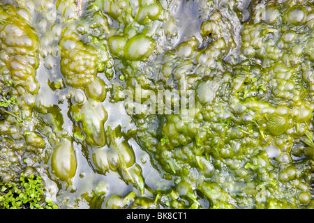 Bolle di ossigeno prodotto dalle alghe come essi photosynthesize Foto Stock